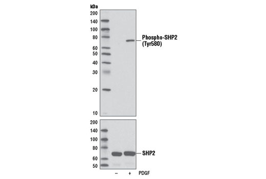 Western blot analysis of extracts from C6 cells, serum-starved overnight and treated with PDGF (#9909, 50 ng/ml for 5 minutes), using Phospho-SHP-2 (Tyr580) (D66F10) Rabbit mAb (upper) or total SHP-2 Antibody #3752 (lower).