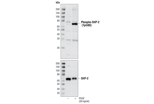 Western blot analysis of total cell lysates from NIH/3T3 cells, serum-starved overnight and treated with PDGF (#9909) for 5 minutes, using Phospho-SHP-2 (Tyr580) Antibody (upper) or control SHP-2 Antibody #3752 (lower).