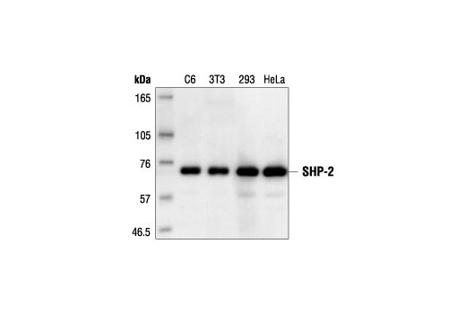 Western blot analysis of extracts from C6, NIH/3T3, 293 and HeLa cells, using SHP-2 Antibody.