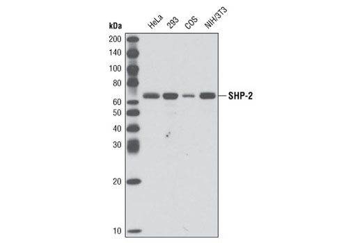 Western blot analysis of extracts from various cell lines using SHP-2 (D50F2) Rabbit mAb.
