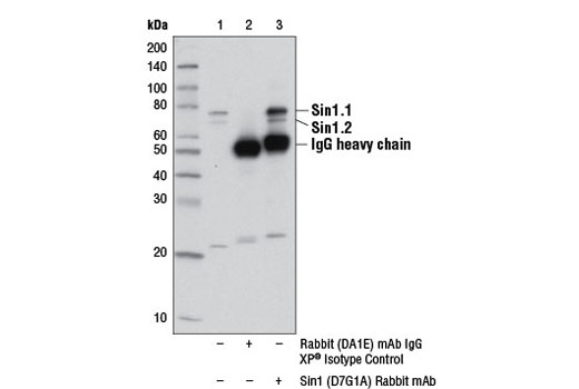 Immunoprecipitation of Sin1 from Hep G2 cell extracts using Rabbit (DA1E) mAb IgG XP ® Isotype Control #3900 (lane 2) or Sin1 (D7G1A) Rabbit mAb (lane 3). Lane 1 is 10% input. Western blot analysis was performed using Sin1 (D7G1A) Rabbit mAb.