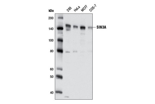 Western blot analysis of extracts from various cell lines using SIN3A (D9D6) Rabbit mAb.