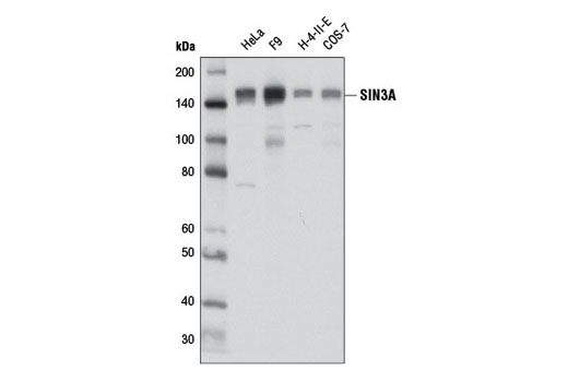 Western blot analysis of extracts from various cell lines using SIN3A (D1B7) Rabbit mAb.