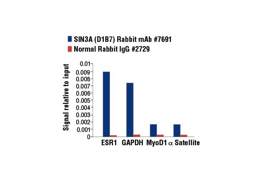 Chromatin immunoprecipitations were performed with cross-linked chromatin from 4 x 10 6 MCF7 cells grown in phenol red free medium and charcoal stripped FBS for 4 d and then treated with β-estradiol (10 nM) for 1 hr and either 5 μl of SIN3A (D1B7) Rabbit mAb or 2 μl of Normal Rabbit IgG #2729 using SimpleChIP ® Enzymatic Chromatin IP Kit (Magnetic Beads) #9003. The enriched DNA was quantified by real-time PCR using SimpleChIP ® Human ESR1 Promoter Primers #9673, SimpleChIP ® Human GAPDH Exon 1 Primers #5516, SimpleChIP ® Human MyoD1 Exon 1 Primers #4490, and SimpleChIP ® Human α Satellite Repeat Primers #4486. The amount of immunoprecipitated DNA in each sample is represented as signal relative to the total amount of input chromatin, which is equivalent to one.