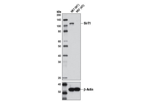Western blot analysis of extracts from SirT1 wild-type (WT) and knockout (KO) mouse embryo fibroblasts (MEF) using SirT1 (1F3) Mouse mAb (upper) and β-Actin (D6A8) Rabbit mAb #8457 (lower). Wild-type and knockout MEFs were a gift from Wenyi Wei at the Harvard Medical School.