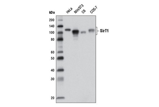 Western blot analysis of extracts from various cell lines using SirT1 (1F3) Mouse mAb.