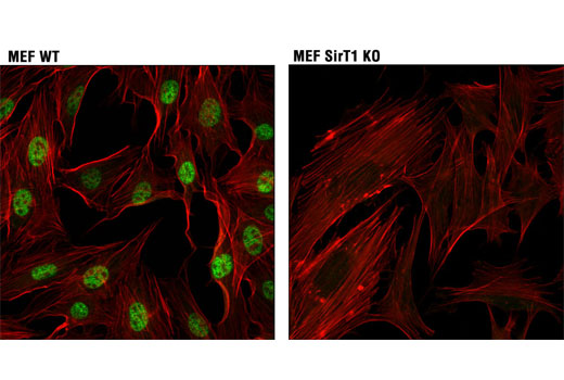 Confocal immunofluorescent analysis of MEF WT (left, positive) and MEF SirT1 KO (right, negative) cells using