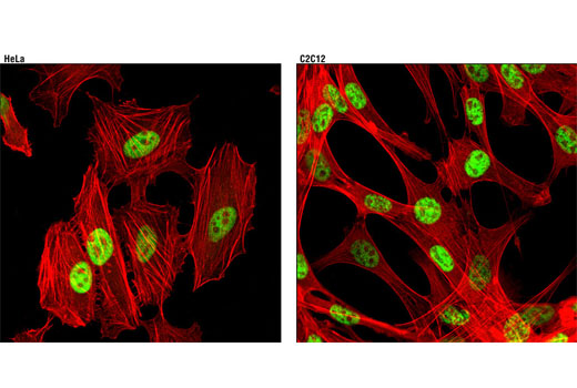 SirT1 (1F3) Mouse mAb (green). Actin filaments were labeled with DY-554 phalloidin (red). Wild-type and knockout MEFs were a gift from Wenyi Wei at the Harvard Medical School.