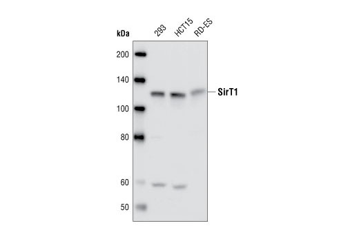 Western blot analysis of lysates from 293, HCT15 and RD-ES cells, using SirT1 Antibody.