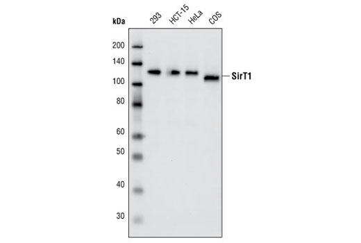 Western blot analysis of extracts from various cell lines using SirT1 (D739) Antibody.