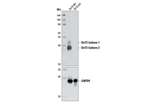 Western blot analysis of extracts from SirT2 wild-type (WT) and knockout (KO) mouse brain using SirT2 (D4S6J) Rabbit mAb (upper) or GAPDH (D16H11) XP ® Rabbit mAb #5174 (lower). SirT2 WT and KO mouse brain extracts were kindly provided by Dr. Gizem Donmez, Tufts University School of Medicine.
