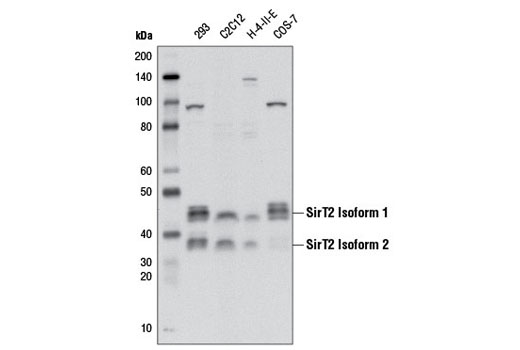 Western blot analysis of extracts from various cell lines using SirT2 (D4O5O) Rabbit mAb.