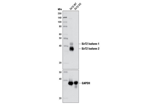 Western blot analysis of extracts from SirT2 wild-type (WT) and knockout (KO) mouse brain using SirT2 (D4O5O) Rabbit mAb (upper) or GAPDH (D16H11) XP ® Rabbit mAb #5174 (lower). SirT2 WT and KO mouse brain extracts were kindly provided by Dr. Gizem Donmez, Tufts University School of Medicine.
