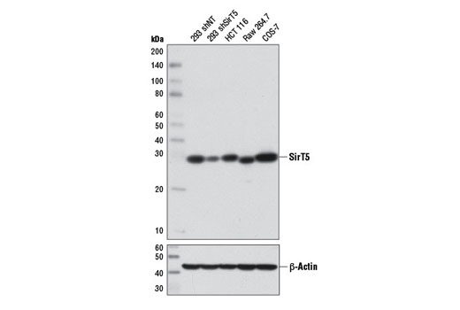 Western blot analysis of extracts from 293 cells, expressing either nontargeting shRNA (293 shNT) or shRNA targeting SirT5 (293 shSirT5), and HCT 116, Raw 264.7, and COS-7 cells using SirT5 (D5E11) Rabbit mAb (upper) or β-Actin (D6A8) Rabbit mAb #8457 (lower). 293 shNT and 293 shSirT5 cells were kindly provided by David Lombard, University of Michigan.
