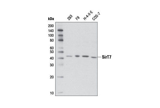 Western blot analysis of extracts from various cell lines using SirT7 (D3K5A) Rabbit mAb.