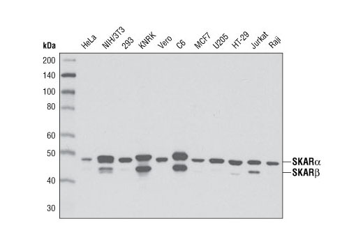 Western blot analysis of extracts from various cell types using SKAR α/β (D65E8) XP ® Rabbit mAb.
