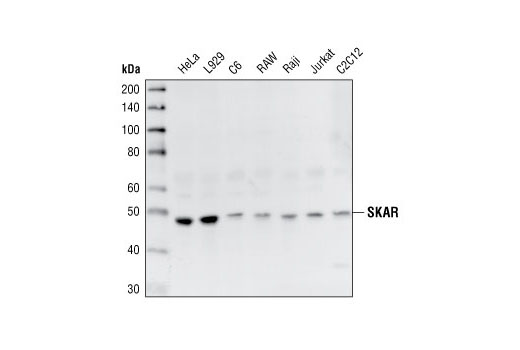 Western blot analysis of extracts from various cell lines, using SKAR Antibody.