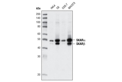 Western blot analysis of extracts from various cell types using SKARα/β Antibody.