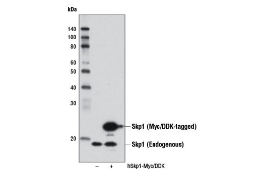 Western blot analysis of extracts from 293T cells, mock transfected (-) or transfected with a construct expressing Myc/DDK-tagged full-length human Skp1 isoform b (hSkp1-Myc/DDK; +), using Skp1 (D3J4N) Rabbit mAb.