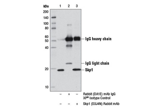 Immunoprecipitation of Skp1 from 293T cell extracts using Rabbit (DA1E) mAb IgG XP ® Isotype Control #3900 (lane 2) or Skp1 (D3J4N) Rabbit mAb (lane 3). Lane 1 is 10% input. Western blot analysis was performed using Skp1 (D3J4N) Rabbit mAb.