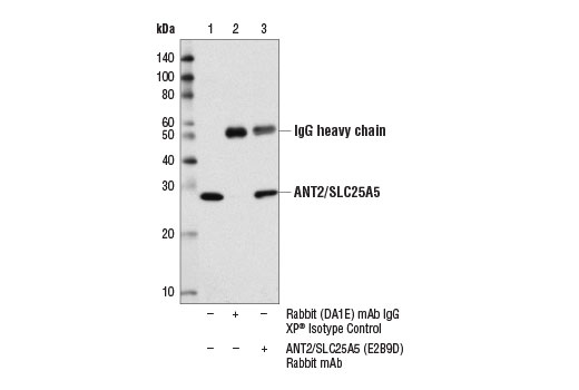Immunoprecipitation of ANT2/SLC25A5 from MCF7 cell extracts using Rabbit (DA1E) mAb IgG XP ® Isotype Control #3900 (lane 2) or ANT2/SLC25A5 (E2B9D) Rabbit mAb (lane 3). Lane 1 is 10% input. Western blot analysis was performed using ANT2/SLC25A5 (E2B9D) Rabbit mAb.