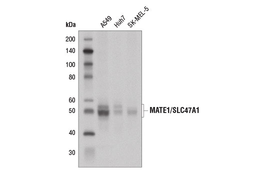 Western blot analysis of extracts from A549, Huh7, and SK-MEL-5 cells using MATE1/SLC47A1 (D4C6Z) Rabbit mAb.