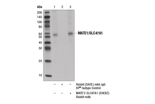 Immunoprecipitation of MATE1 from Hep G2 cell extracts using Rabbit (DA1E) mAb IgG XP ® Isotype Control #3900 (lane 2) or MATE1/SLC47A1 (D4C6Z) Rabbit mAb (lane 3). Lane 1 is 10% input. Western blot analysis was performed using MATE1/SLC47A1 (D4C6Z) Rabbit mAb and Mouse Anti-rabbit IgG (Conformation Specific) (L27A9) mAb (HRP Conjugate) #5127.