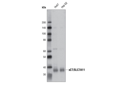 Western blot analysis of extracts from Huh7 and Hep G2 cells using xCT/SLC7A11 (D2M7A) Rabbit mAb.
