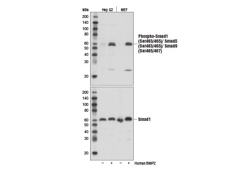 Western blot analysis of extracts from Hep G2 or MEF cells, untreated (-) or treated with Human BMP2 #4697 (50 ng/ml, 30 min; +), using Phospho-Smad1 (Ser463/465)/ Smad5 (Ser463/465)/ Smad9 (Ser465/467) (D5B10) Rabbit mAb (upper) and Smad1 (D59D7) XP ® Rabbit mAb #6944 (lower).