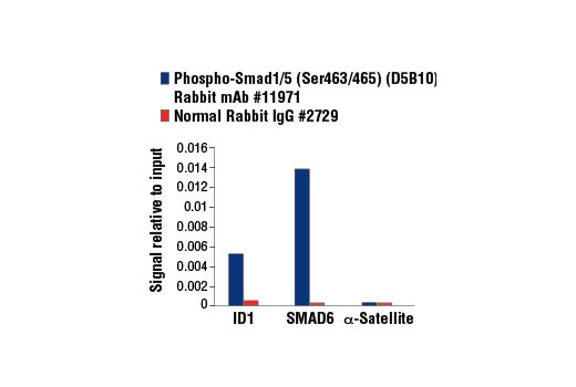 Chromatin immunoprecipitations were performed with cross-linked chromatin from 4 x 10 6 MCF7 cells treated with Human BMP2 #4697 (50 ng/ml) for 1 hr and either 5 μl of Phospho-Smad1 (Ser463/465)/ Smad5 (Ser463/465)/ Smad9 (Ser465/467) (D5B10) Rabbit mAb (ChIP formulated) or 2 μl of Normal Rabbit IgG #2729 using SimpleChIP ® Enzymatic Chromatin IP Kit (Magnetic Beads) #9003. The enriched DNA was quantified by real-time PCR using SimpleChIP ® Human ID1 Promoter Primers #5139, human SMAD6 promoter primers, and SimpleChIP ® Human α Satellite Repeat Primers #4486. The amount of immunoprecipitated DNA in each sample is represented as signal relative to the total amount of input chromatin, which is equivalent to one.