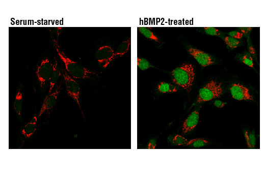 Confocal immunofluorescent analysis of HT1080 cells, serum-starved (left) or serum-starved then treated with hBMP2 (50 ng/ml, 30 min; right) using Phospho-Smad1/5 (Ser463/465) (41D10) Rabbit mAb (green) and Cox IV (4D11-B3-E8) Mouse mAb #11967 (red).