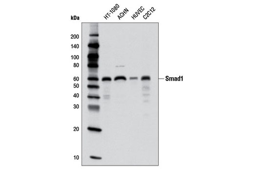 Western blot analysis of extracts from various cell lines using Smad1 (D59D7) XP ® Rabbit mAb.