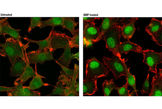 Confocal immunofluorescent analysis of HT-1080 cells, untreated (left) or treated with human BMP2 #4697 (right), using Smad1 (D59D7) XP ® Rabbit mAb (green). Actin filaments were labeled with DY-554 phalloidin (red).
