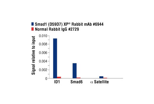 Chromatin immunoprecipitations were performed with cross-linked chromatin from 4 x 10 6 MCF7 cells treated with Human BMP2 #4697 (50 ng/ml) for one hour and either 5 μl of Smad1 (D59D7) XP ® Rabbit mAb or 2 μl of Normal Rabbit IgG #2729 using SimpleChIP ® Enzymatic Chromatin IP Kit (Magnetic Beads) #9003. The enriched DNA was quantified by real-time PCR using SimpleChIP ® Human ID1 Promoter Primers #5139, human SMAD6 promoter primers, and SimpleChIP ® Human α Satellite Repeat Primers #4486. The amount of immunoprecipitated DNA in each sample is represented as signal relative to the total amount of input chromatin, which is equivalent to one.