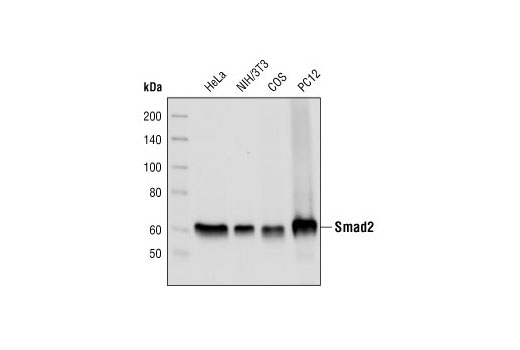 Western blot analysis of extracts from HeLa, NIH/3T3, COS, and PC12 cells, using Smad2 (L16D3) Mouse mAb.