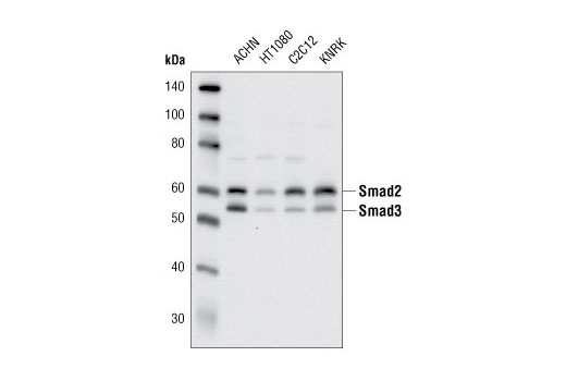 Western blot analysis of various cell lines using Smad2/3 Antibody.