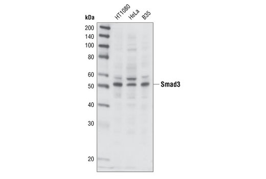 Western blot analysis of extracts from HT1080, HeLa and B35 cell lines, using Smad3 Antibody.