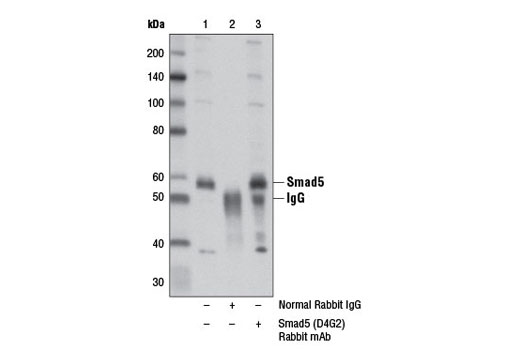 Immunoprecipitation of Smad5 from HT-1080 cell extracts using Normal Rabbit IgG #2729 (lane 2) or Smad5 (D4G2) Rabbit mAb (lane 3). Lane 1 is 10% input. Western blot analysis was performed using Smad5 (D4G2) Rabbit mAb.