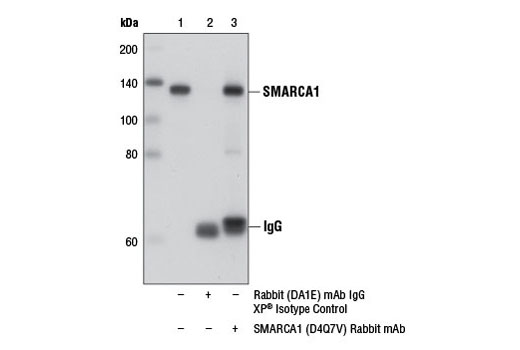 Immunoprecipitation of SMARCA1 from PANC-1 cell extracts using Rabbit (DA1E) IgG XP ® Isotype Control #3900 (lane 2) or SMARCA1 (D4Q7V) Rabbit mAb (lane 3). Lane 1 is 10% input. Western blot analysis was performed using SMARCA1 (D4Q7V) Rabbit mAb.