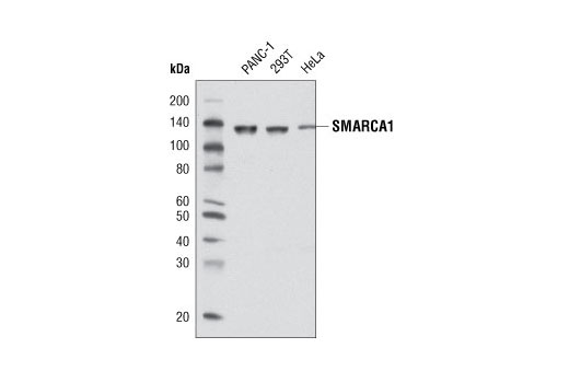 Western blot analysis of extracts from various cell lines using SMARCA1 Antibody.