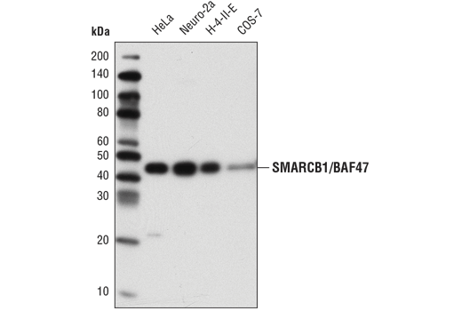 Western blot analysis of extracts from various cell lines using SMARCB1/BAF47 (D9C2) Rabbit mAb.