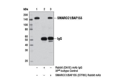Immunoprecipitation of SMARCC1/BAF155 from HeLa cell extracts using Rabbit (DA1E) mAb IgG XP ® Isotype Control #3900 (lane 2) or SMARCC1/BAF155 (D7F8S) Rabbit mAb (lane 3). Lane 1 is 10% input. Western blot analysis was performed using SMARCC1/BAF155 (D7F8S) Rabbit mAb.