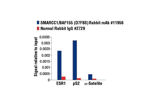 Chromatin immunoprecipitations were performed with cross-linked chromatin from 4 x 10 6 MCF7 cells, grown in phenol red-free medium and 5% charcoal-stripped FBS for 4 d followed by treatment with β-estradiol (10 nM, 45 min), and either 5 μl of SMARCC1/BAF155 (D7F8S) Rabbit mAb or 2 μl of Normal Rabbit IgG #2729 using SimpleChIP ® Enzymatic Chromatin IP Kit (Magnetic Beads) #9003. The enriched DNA was quantified by real-time PCR using SimpleChIP ® Human ESR1 Promoter Primers #9673, SimpleChIP ® Human pS2 Promoter Primers #9702, and SimpleChIP ® Human α Satellite Repeat Primers #4486. The amount of immunoprecipitated DNA in each sample is represented as signal relative to the total amount of input chromatin, which is equivalent to one.