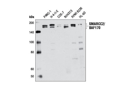 Western blot analysis of extracts from various cell lines using SMARCC2/BAF170 Antibody.