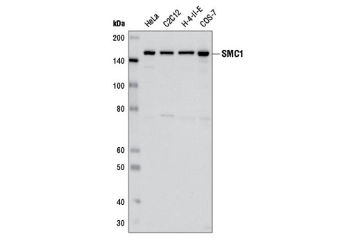 Western blot analysis of extracts from various cell lines using SMC1 (8E6) Mouse mAb.