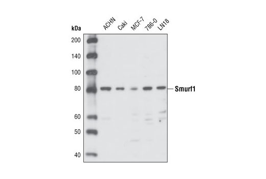 Western blot analysis of extracts from various cell lines using Smurf1 Antibody.
