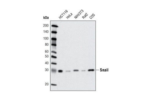 Western blot analysis of extracts from various cell lines using Snail (C15D3) Rabbit mAb.
