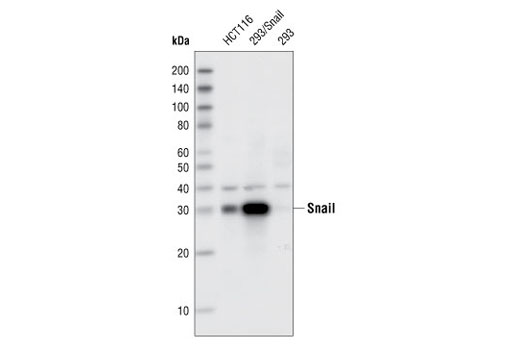 Western blot analysis of total cell lysates from HCT116, 293 cells, and 293 cells transiently transfected with a SNAIL expressing construct, using Snail (SN 9H2) Rat mAb.