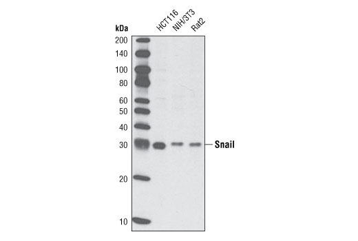 Western blot analysis of extracts from HCT-116, NIH/3T3 and Rat2 cells using Snail (L70G2) Mouse mAb.