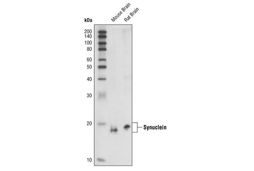 Western blot analysis of extracts from mouse and rat brain, using α/β-Synuclein (Syn205) Mouse mAb.